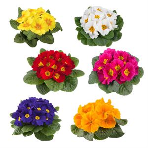 Bild von Primula P10.5 Kleurtonend Divers